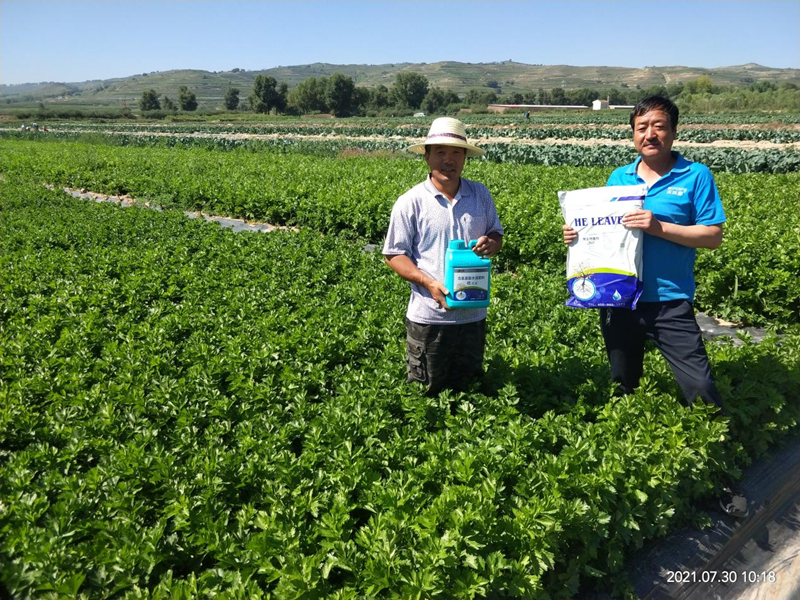 蔬菜用什么水溶肥效果好？