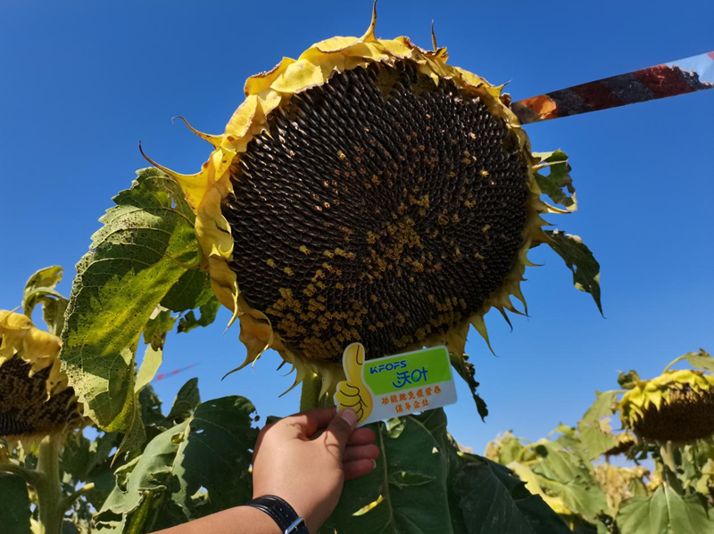 水溶肥用在向日葵上怎么樣？