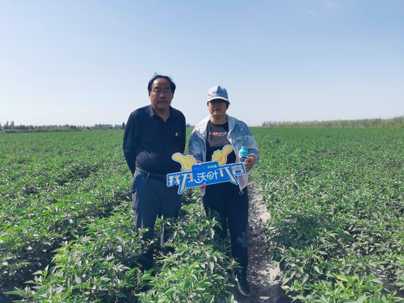 辣椒管理與施肥技術(shù)，十年經(jīng)驗(yàn)分享