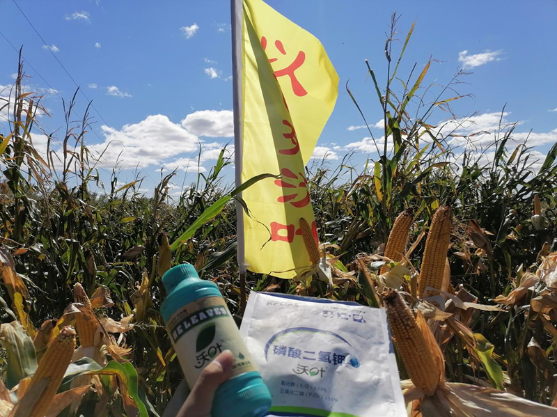 水溶肥用在玉米上，保質(zhì)又增產(chǎn)