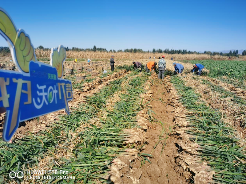 水溶肥用在大姜上效果怎么樣？