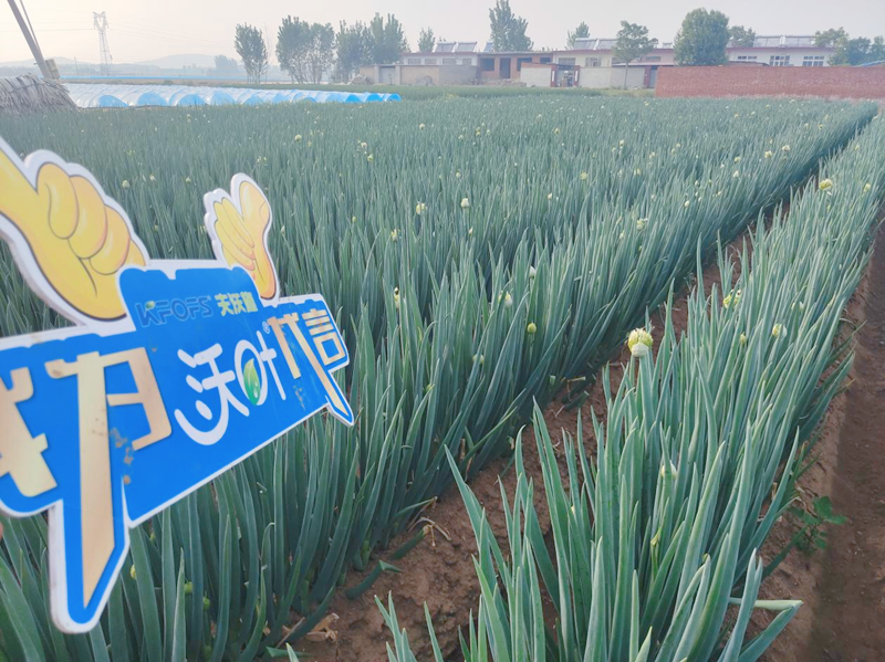大蔥用沃葉水溶肥效果好不好？