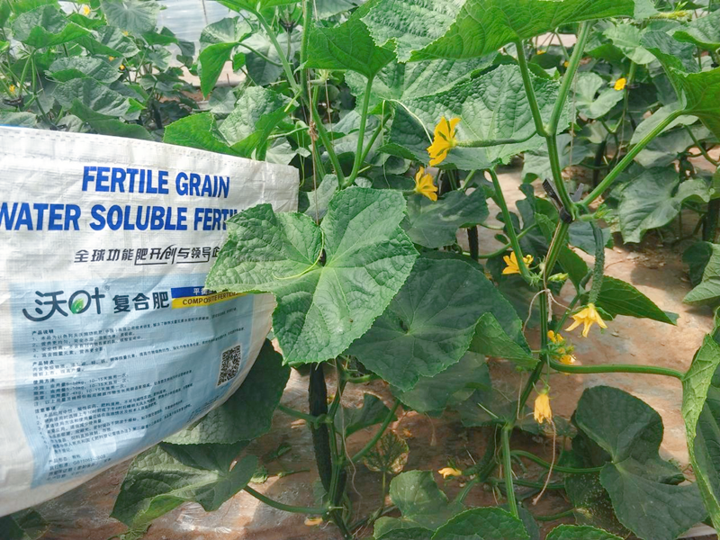 顆粒水溶肥有什么特點？