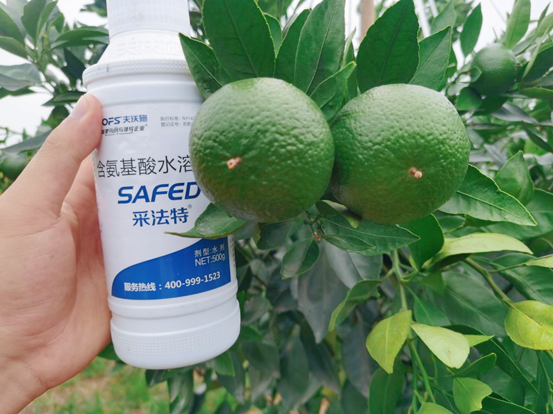 果樹(shù)掛果后施什么肥-采法特水溶肥1.png