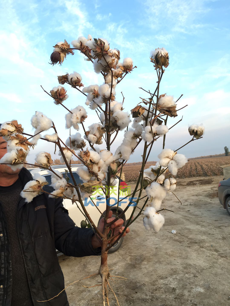 水溶肥效果哪家好？聽王大哥說