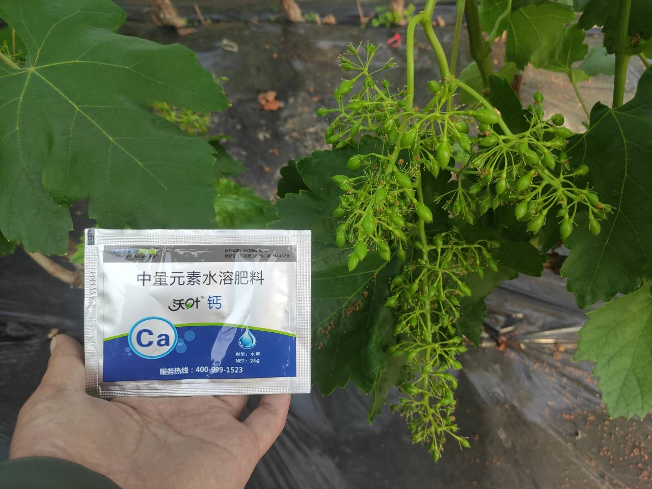 鈣肥的作用，寧夏大姐用沃葉鈣案例