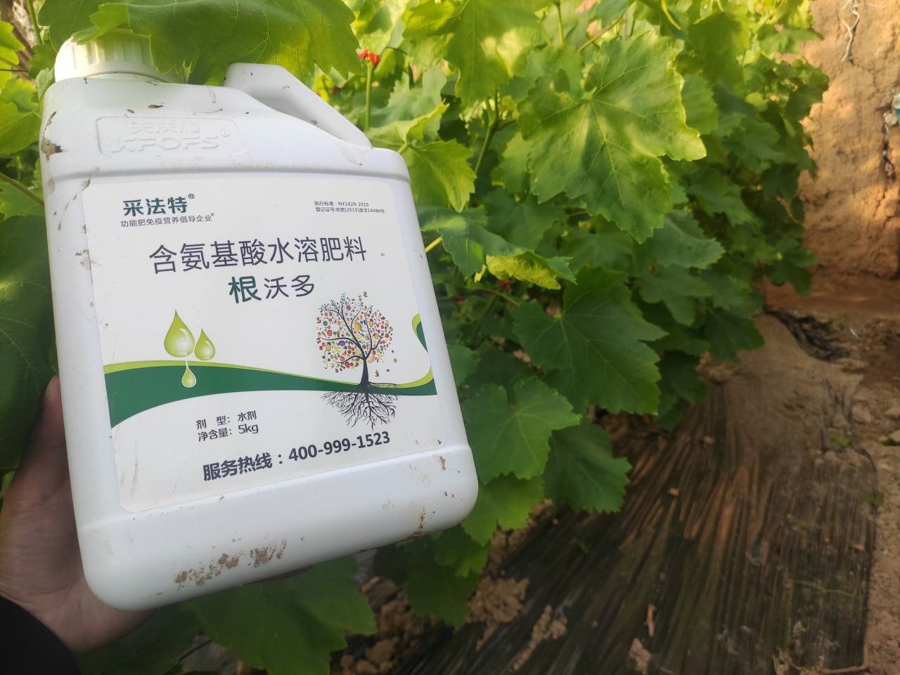 水溶肥選哪家？李總認(rèn)可采法特