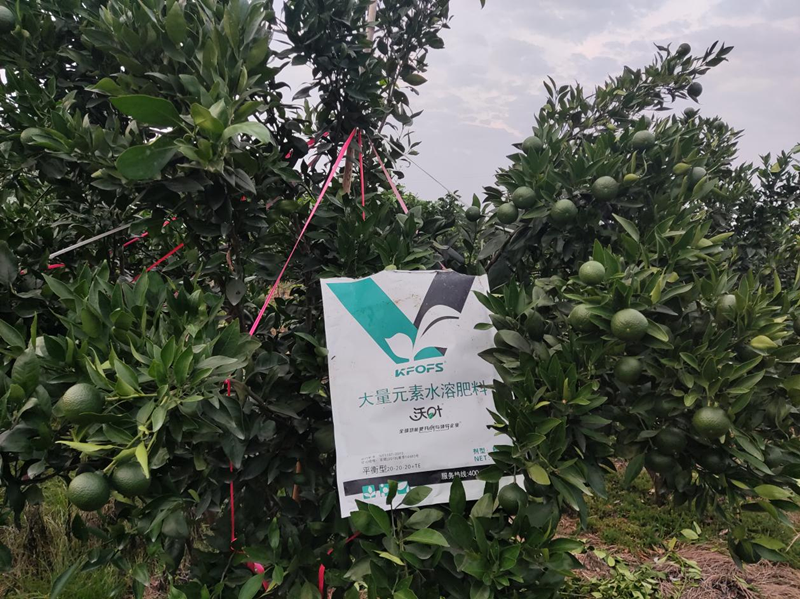 柑橘樹施什么肥最好？大量元素不可少