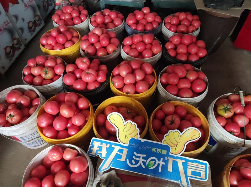 西紅柿結(jié)果后需要施什么肥料？附方案及案例