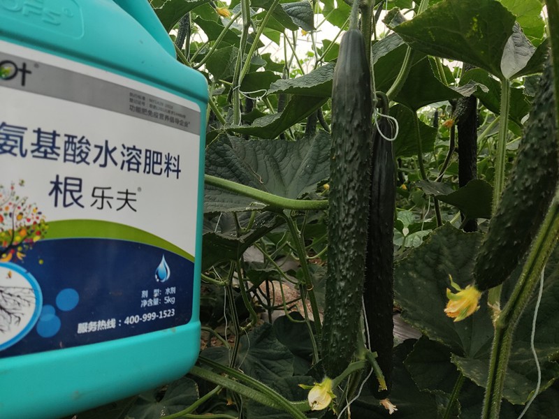 生根劑-黃瓜用沃葉根樂(lè)夫效果.jpg