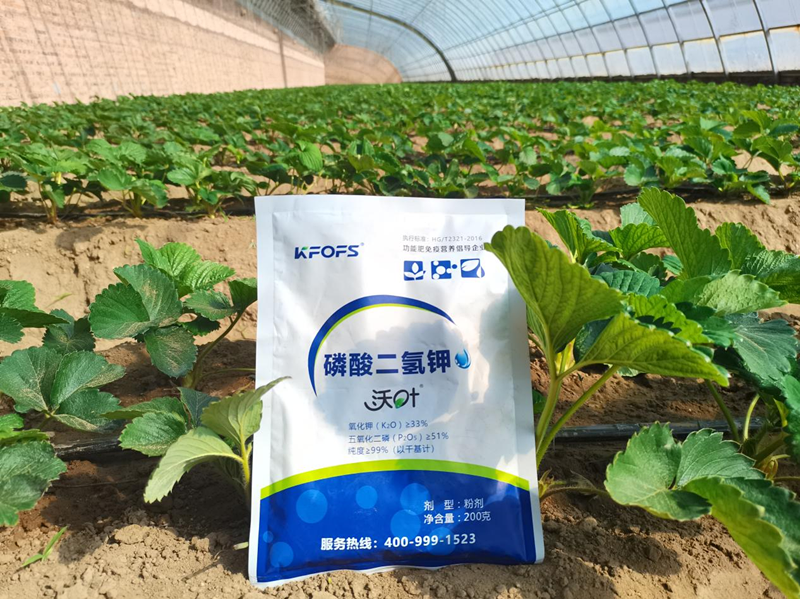 種草莓用什么肥料好？