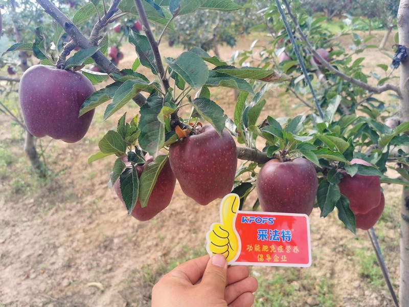 【已用】回訪時(shí)間：2022年9月24日，地址：天水秦安使用產(chǎn)品 沃水寶，采法特大量元素，回訪作物： 花牛使用效果：地老板使用產(chǎn)品兩次，整體坐果量非常高，果面光滑，顏色深紅，在周邊都屬于優(yōu)質(zhì)果 (11).jpg