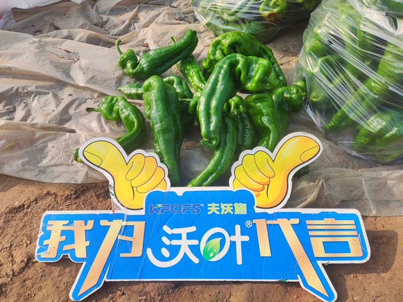 【已用】回訪時間：2022年11月20日，回訪地址：河南省永城產(chǎn)品：沃葉顆粒肥，回訪作物：辣椒使用效果：農(nóng)戶使用夫沃施沃葉顆粒肥長勢旺盛，開花多，結(jié)果量大，一個辣椒就重達半斤重 (10).jpg