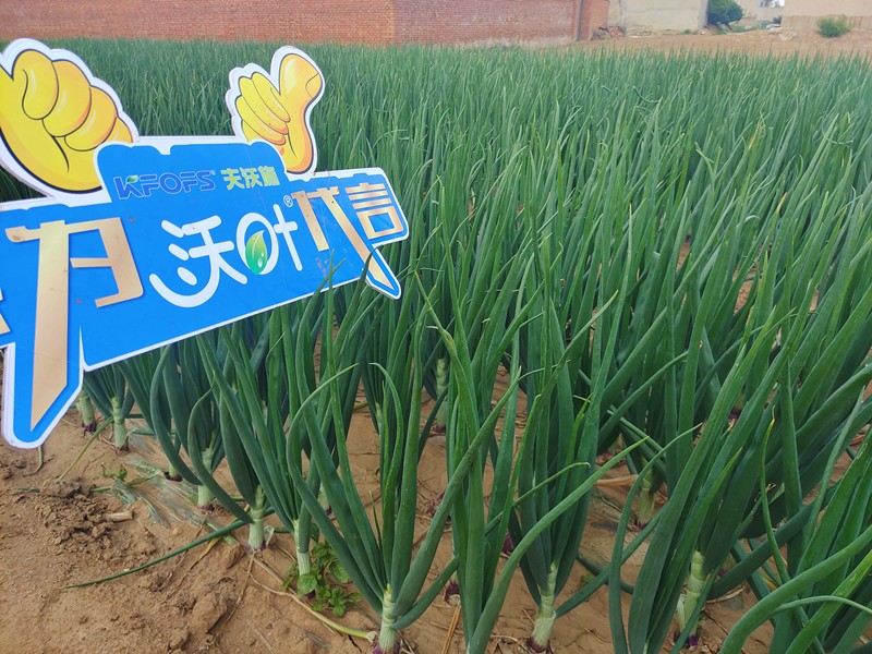 【已用】回訪時(shí)間：2022年5月17日，回訪地址：河北秦皇島撫寧，回訪作物：洋蔥使用產(chǎn)品：沃葉微生物菌劑沃葉顆粒肥高鉀，回訪效果 植株長(zhǎng)勢(shì)健壯，葉片油綠抗病，沒(méi)有干尖黃葉現(xiàn)象，莖桿粗壯，膨果速度快 (3).jpg