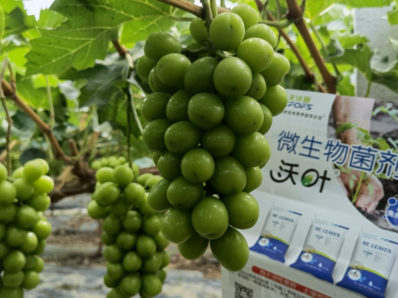 微生物菌劑哪個(gè)牌子好？李大姐認(rèn)可沃葉！