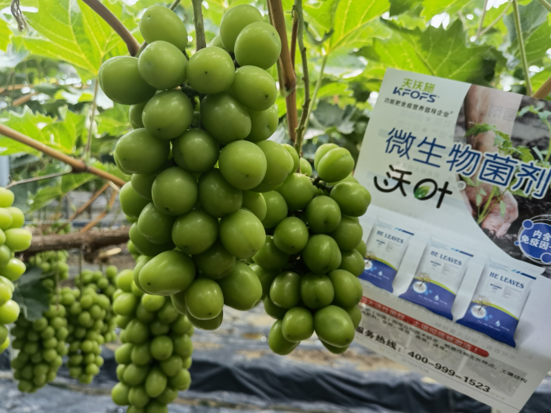 微生物菌劑哪個(gè)牌子好-沃葉菌劑葡萄1.png