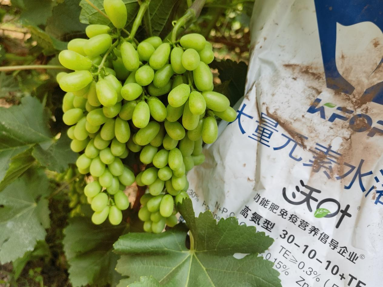 葡萄轉色期用什么肥料好-葡萄用沃葉效果.png