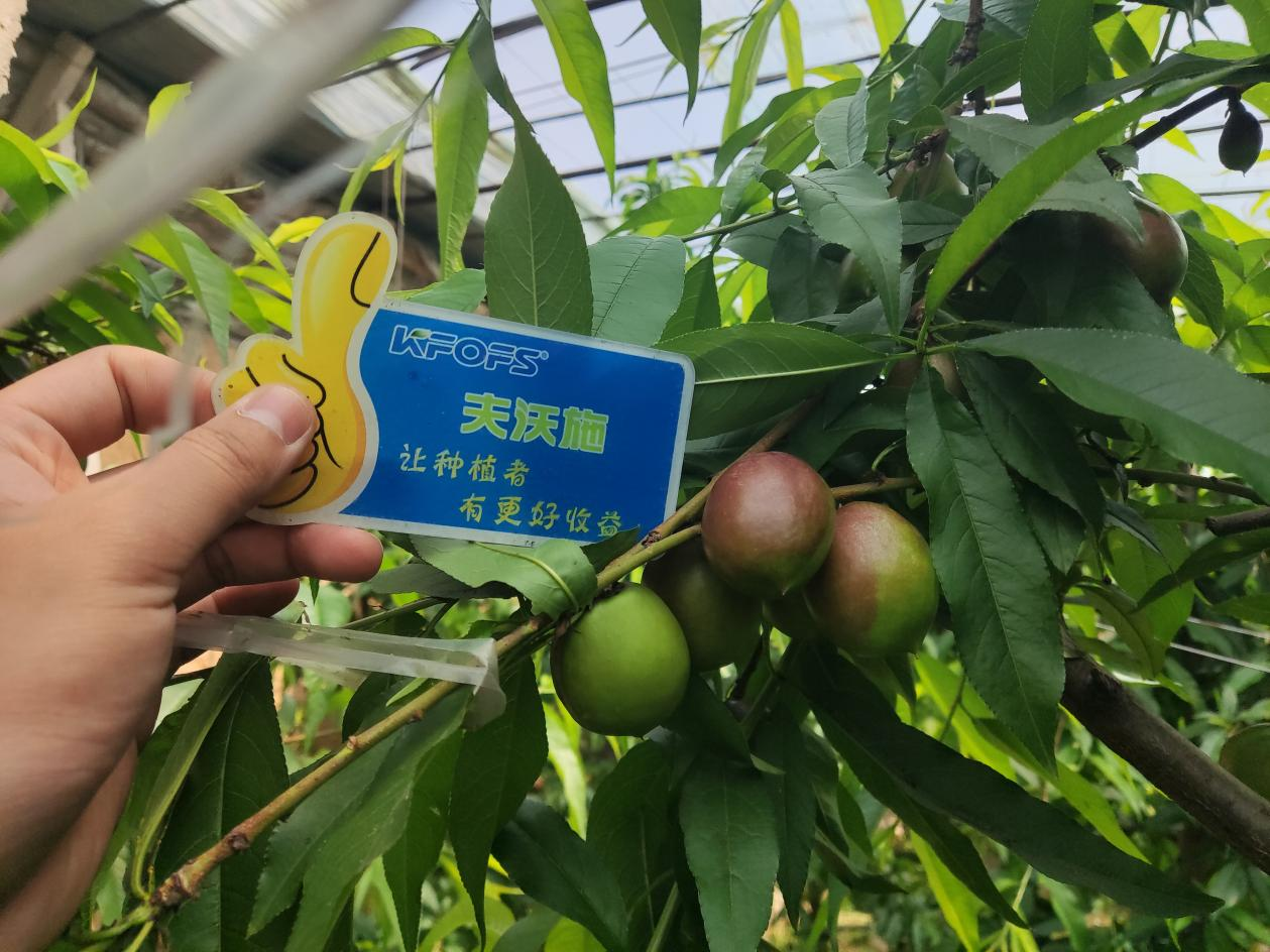 桃樹(shù)施什么肥料？劉大哥告訴你