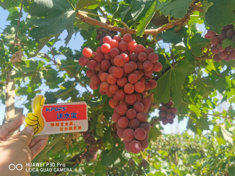 葡萄種植用什么肥好？唐大姐案例告訴你