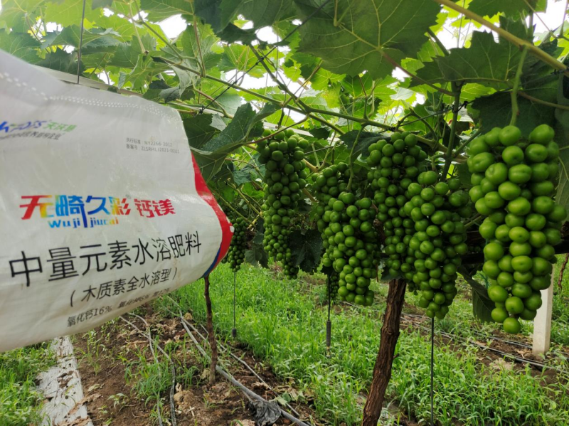 中微量元素肥料的作用與功效-葡萄效果.png