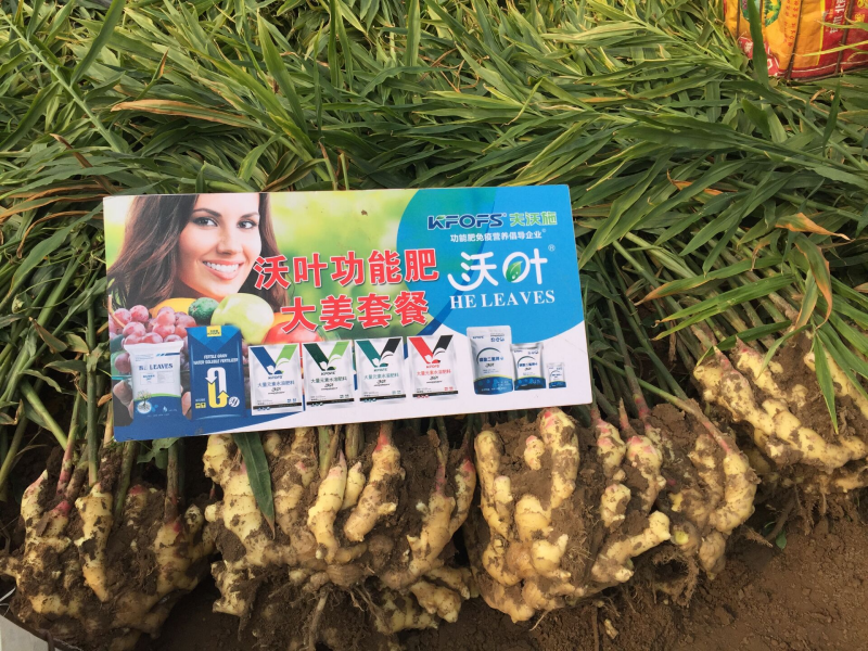 生姜施肥技術(shù)&mdash;大姜用沃葉水溶肥效果1.png