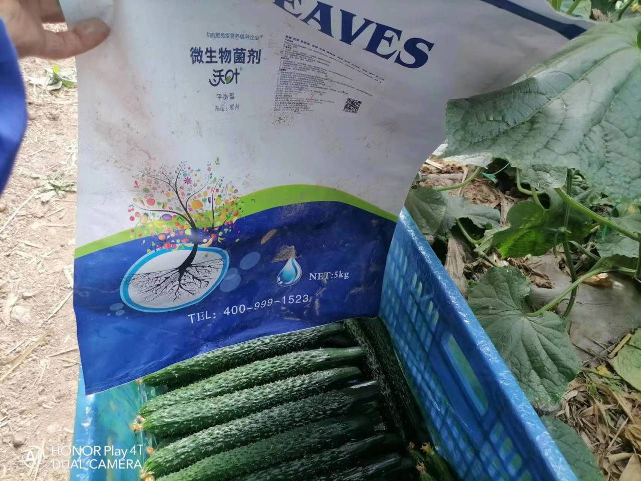 微生物菌劑用多了會燒根嗎？