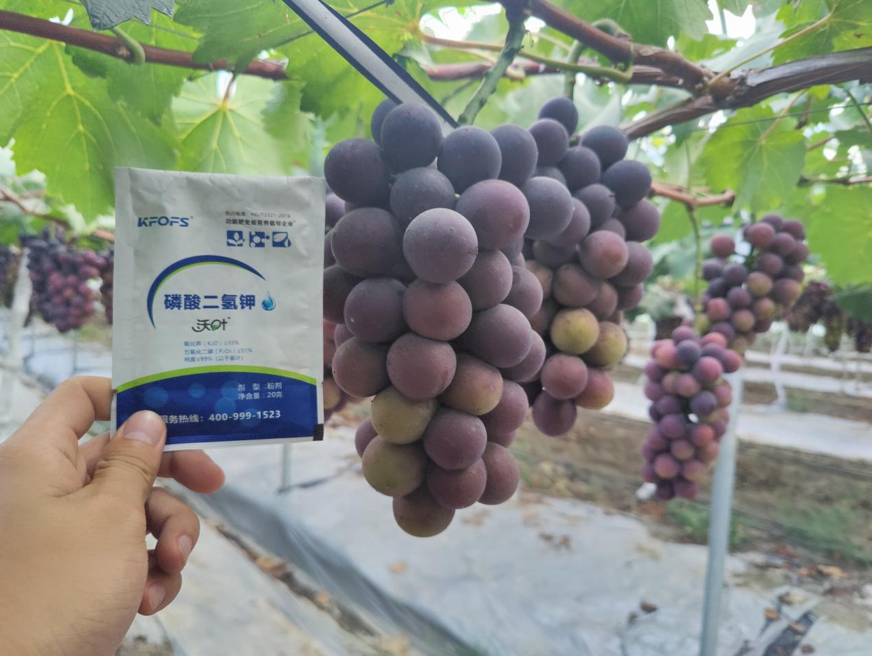 磷酸二氫鉀不能錯過的3個時期