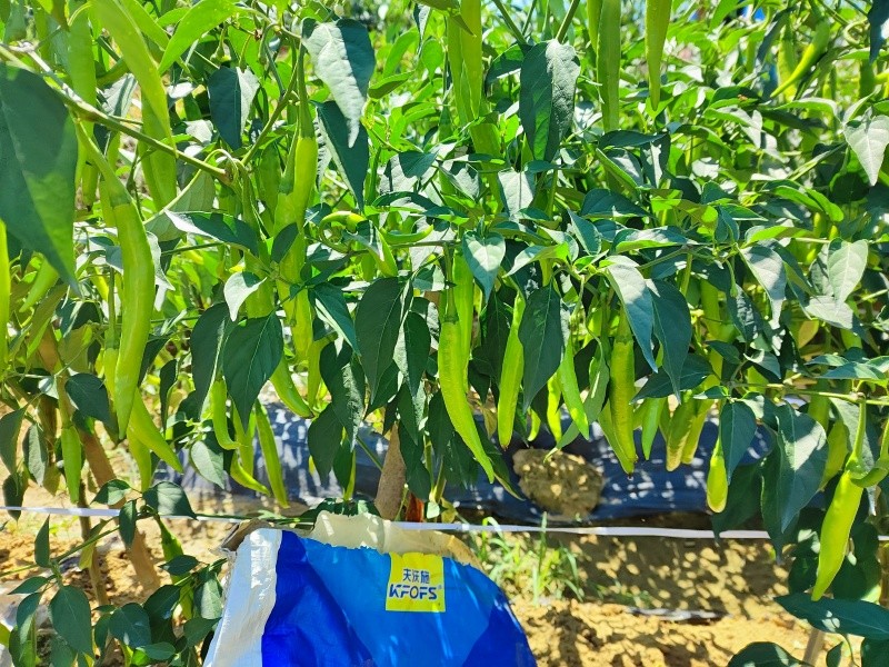 辣椒施肥選沃葉，提高產(chǎn)量沒(méi)問(wèn)題