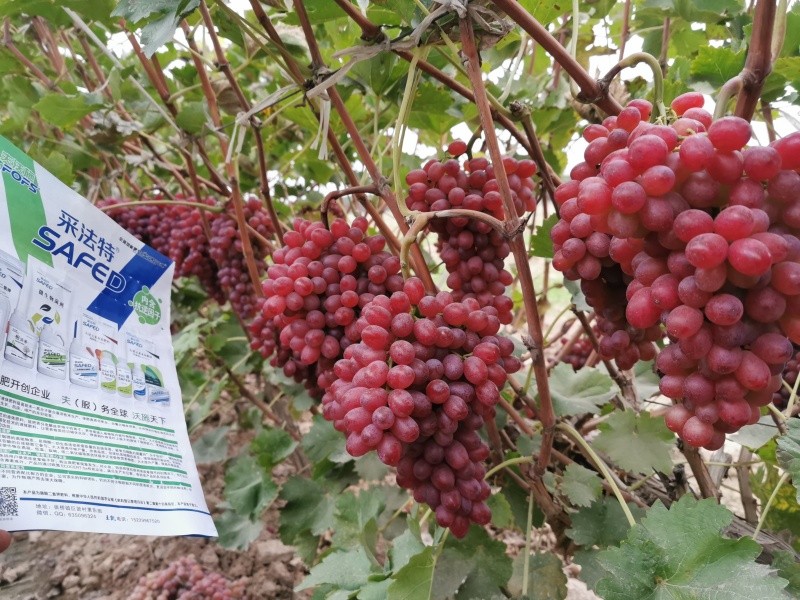 葡萄施肥選采法特，增產(chǎn)又增收
