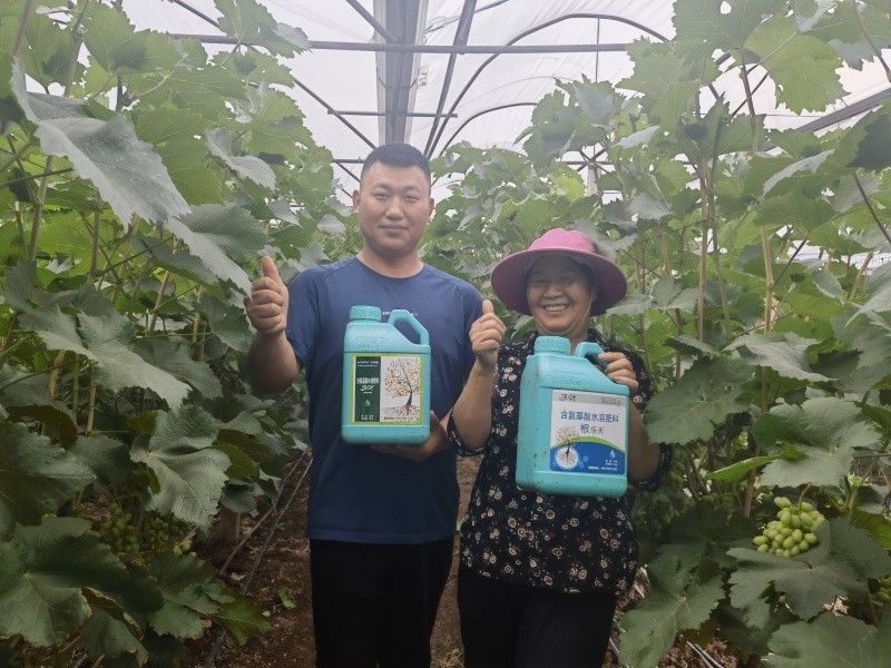 水溶肥在葡萄膨大期怎么用？