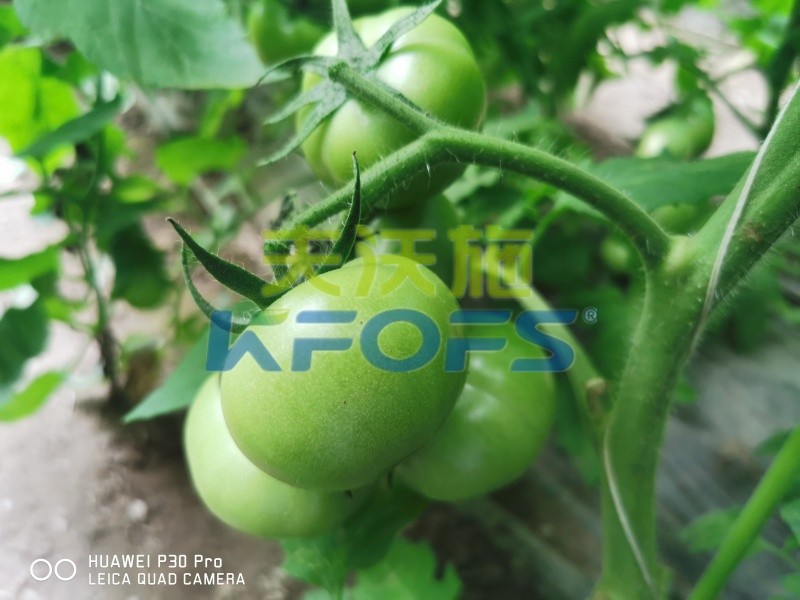 鈣肥在西紅柿上的重要作用