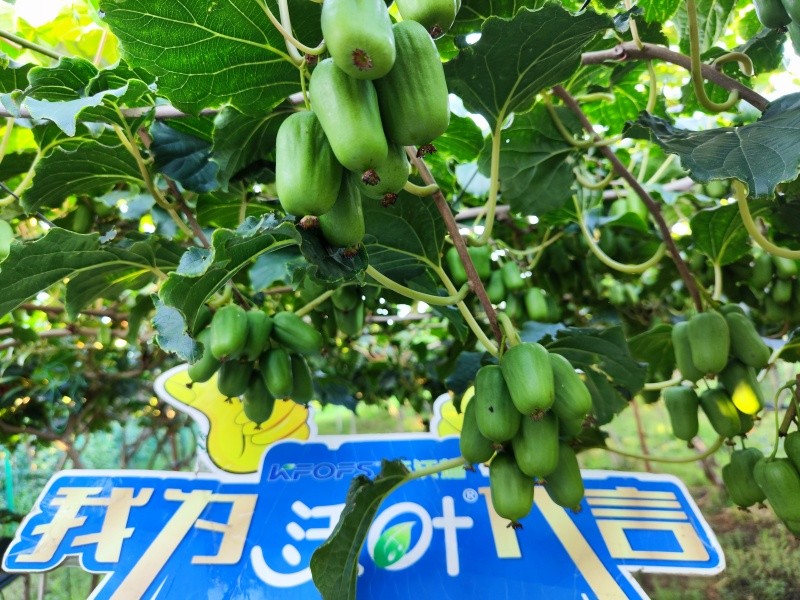 葉面肥效果怎么樣？看這篇