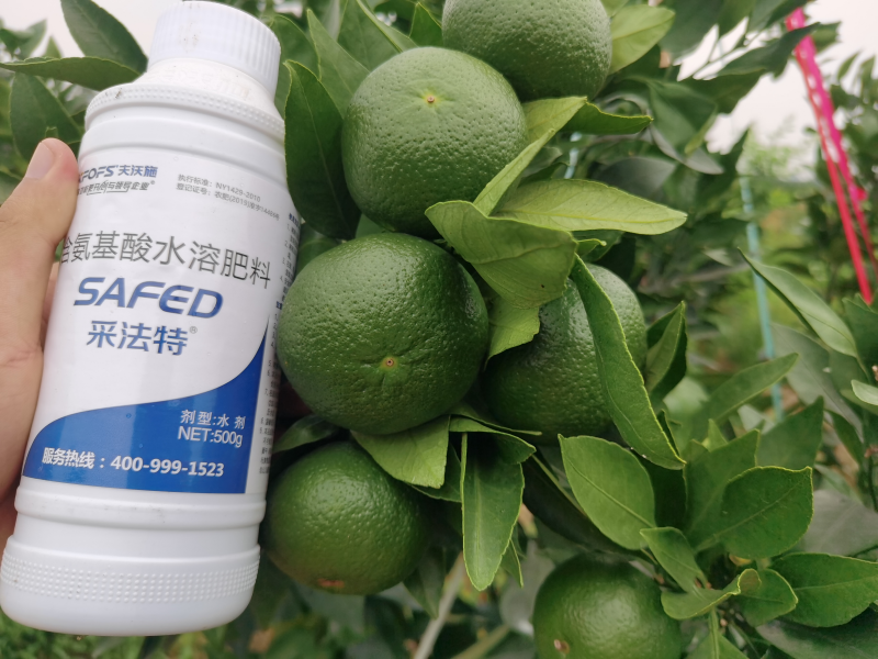 &ldquo;倒春寒&rdquo;果樹(shù)如何預(yù)防-柑橘用采法特葉面肥效果.png