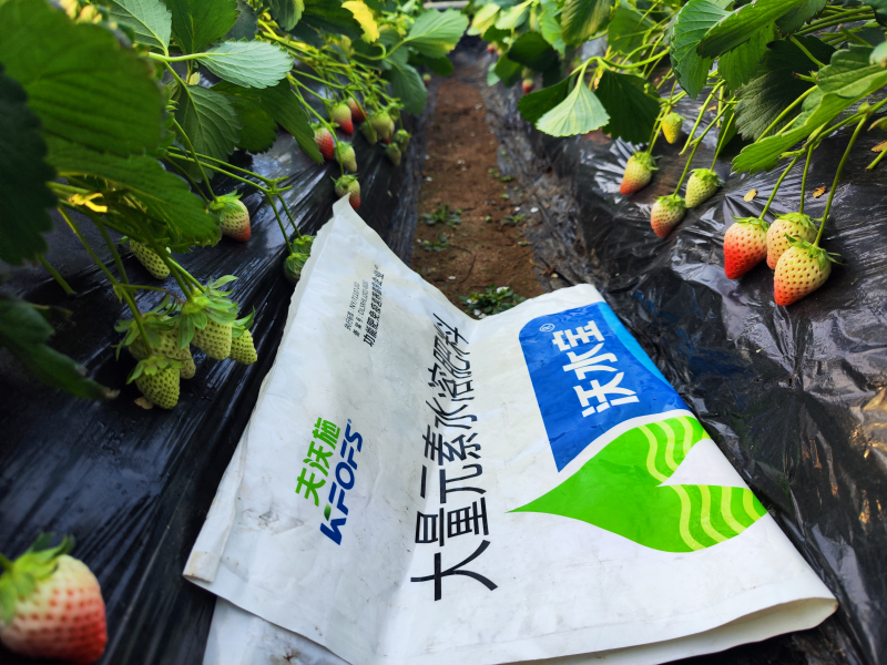 水溶肥在草莓上效果怎么樣？