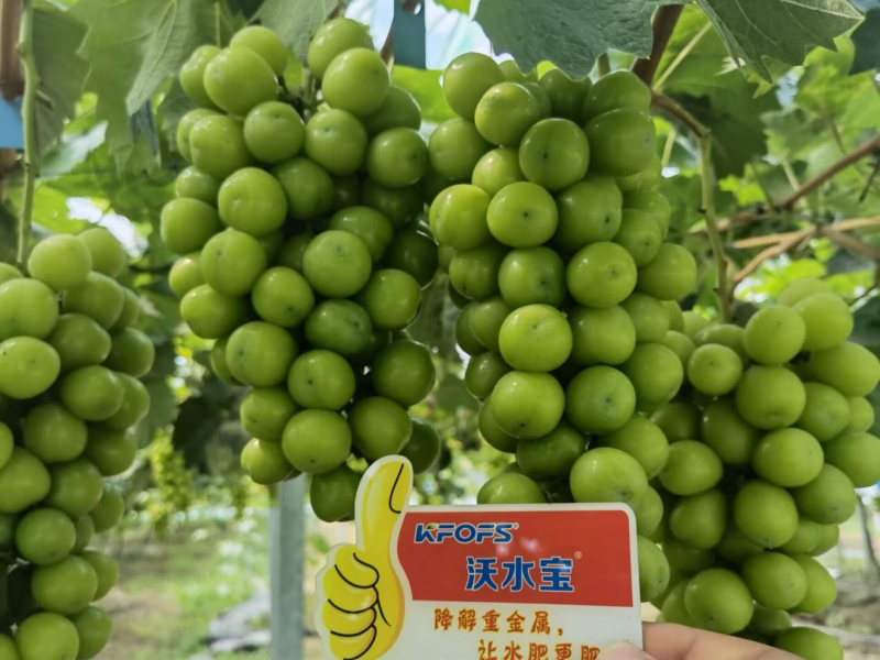 葡萄小苗如何施肥？