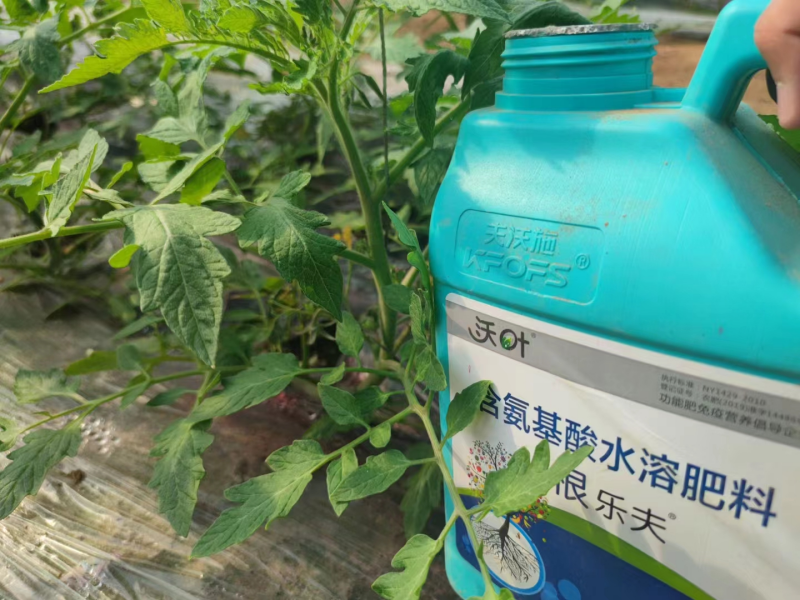 水溶肥-西紅柿用沃葉根樂(lè)夫效果.png