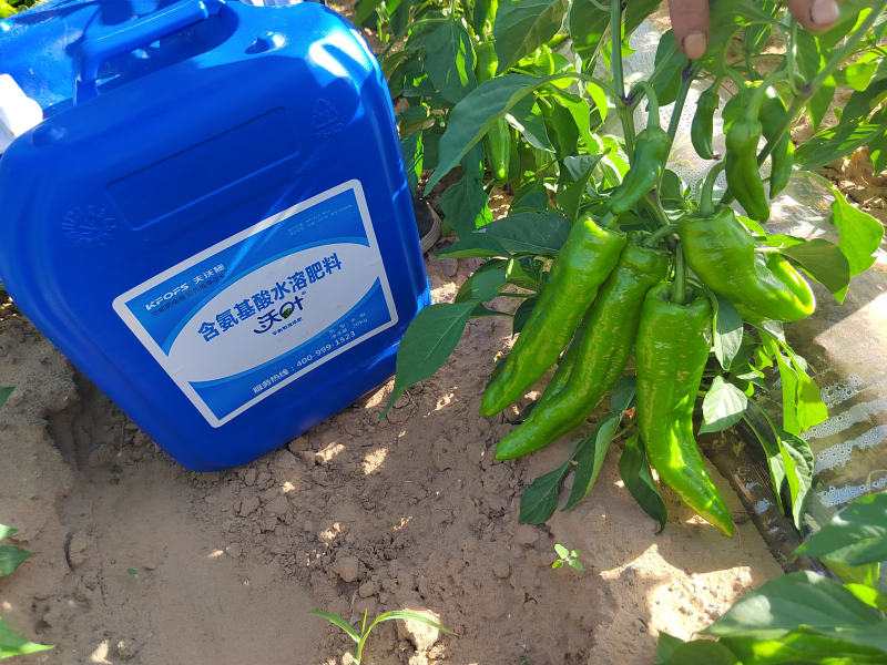 種辣椒用什么肥料比較好？