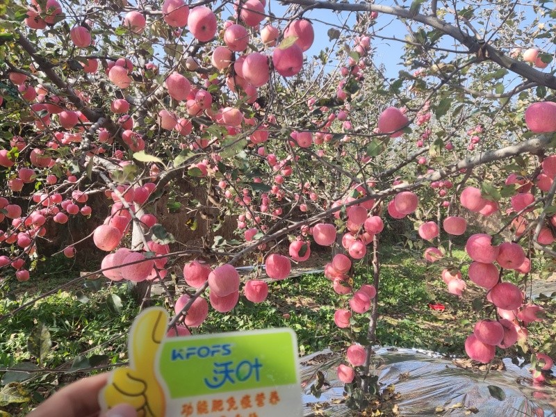 葉面肥哪款好？