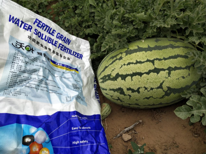 西瓜施肥方法和技術(shù)&mdash;西瓜用沃葉顆粒水溶肥效果.png