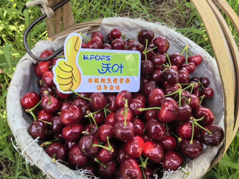 有機水溶肥是什么肥料？