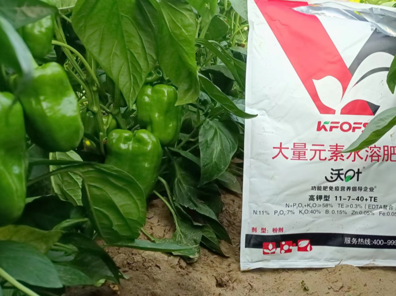 辣椒的施肥方法和技術(shù)&mdash;辣椒用沃葉大量元素水溶肥效果.png