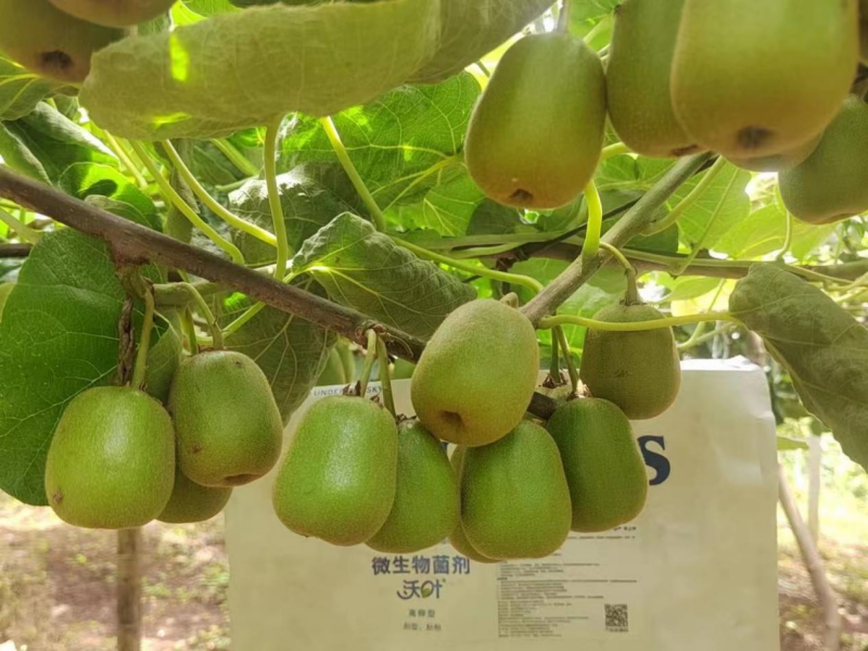 微生物肥料&mdash;獼猴桃用沃葉微生物菌劑效果.png