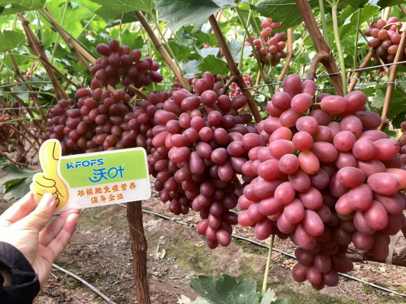 葡萄轉(zhuǎn)色期用什么肥料好？且看這篇