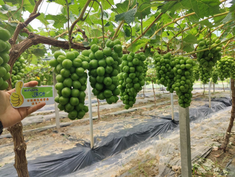陽光玫瑰葡萄施肥方案，附詳細表格