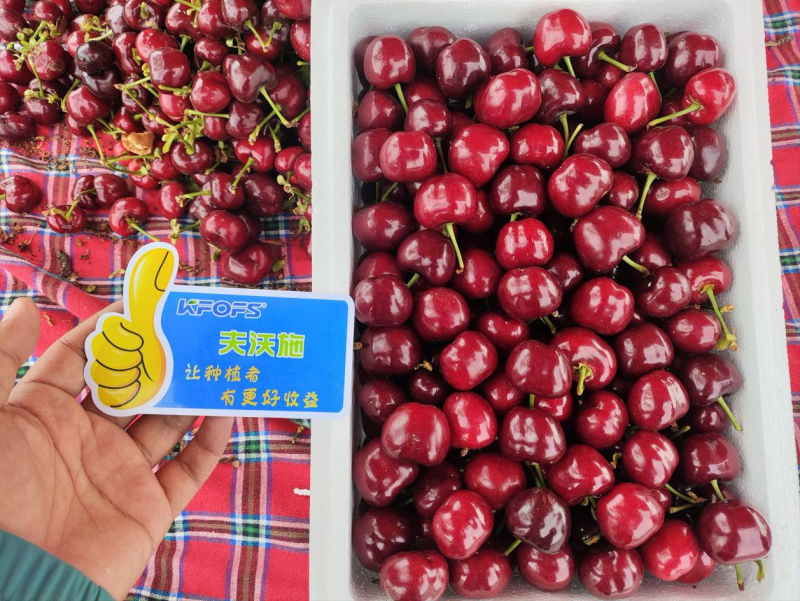 大櫻桃月子肥用什么肥好？