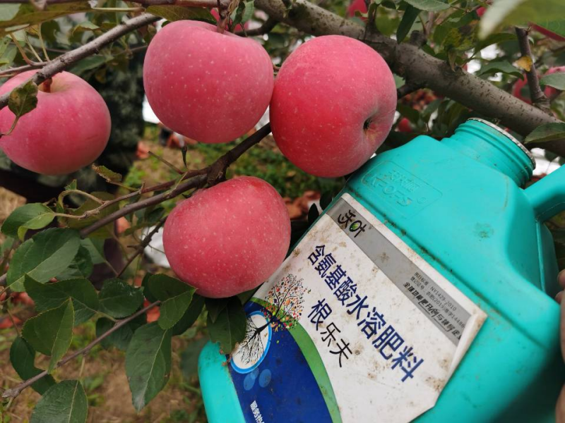 生根劑哪個牌子好？