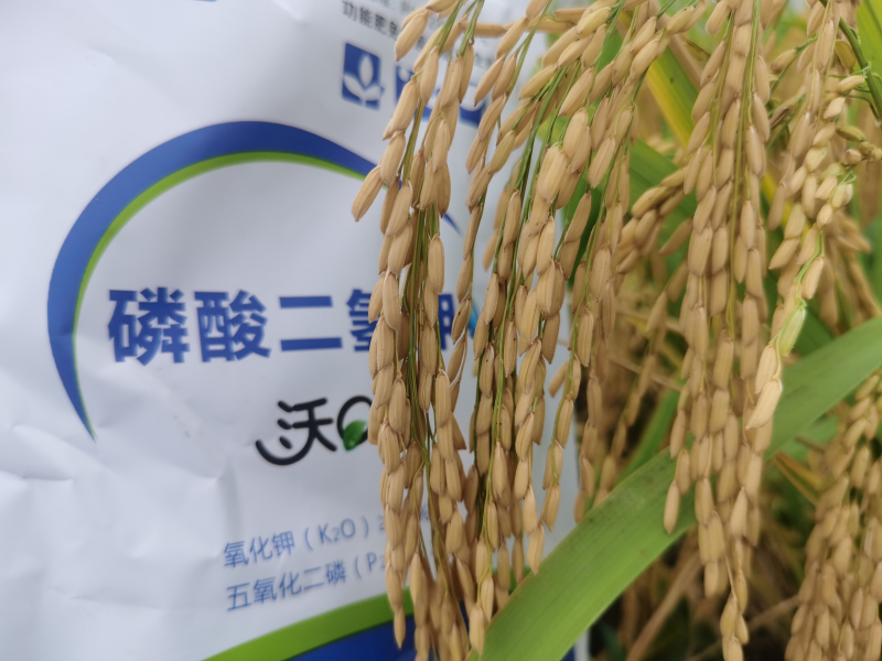 磷酸二氫鉀水稻增產(chǎn)效果