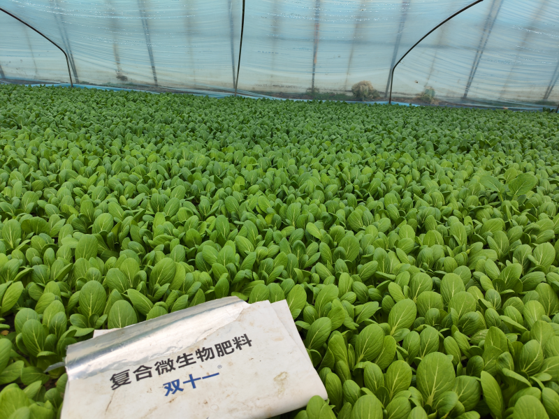 微生物肥料的特點(diǎn)有哪些?