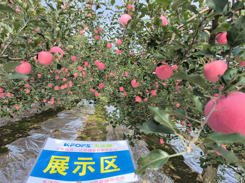 葉面肥什么時(shí)候打效果好?