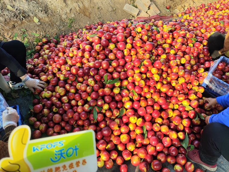 桃樹施什么肥料